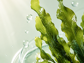 Seaweed Extract