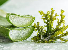 Aloe Vera + Seaweed Extract